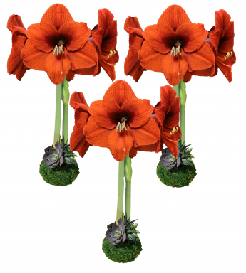 Festive Fall Moss Waxed Orange Sovereign Amaryllis Bulb Trio With Succulents--Botanical Collection!